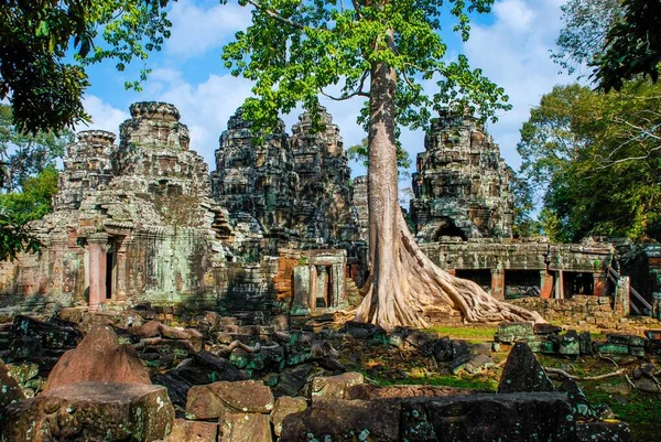 Grote Boom Midden Tempels Van Angkor Wat — Stockfoto
