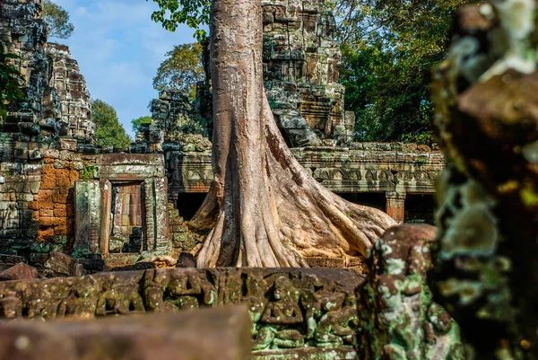 Giant tree growing in the middle of the temples in Angkor Wat