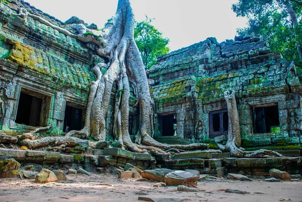 Tentakelboomwortels Rond Tempelruïnes Van Angkor Wat — Stockfoto