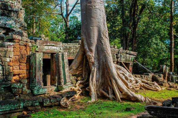 Reuzenboom Groeit Door Het Raam Van Tempelruïne Angkor Wat — Stockfoto