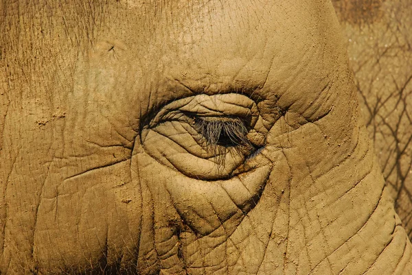 Close Elephant Eye Long Lashes — Stock Photo, Image