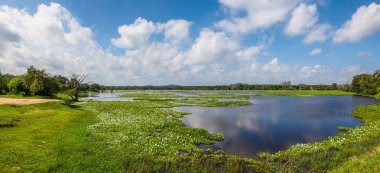 Yala Ulusal Parkı 'nda yeşil çimlerle dolu sakin bir gölet.