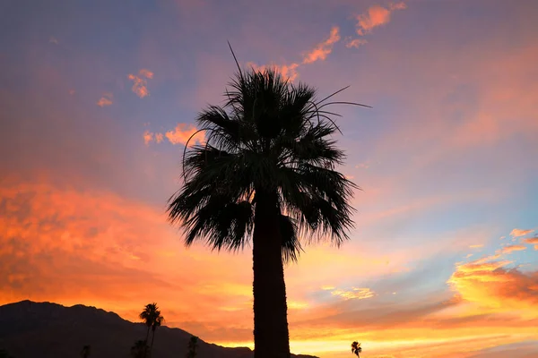 Palm Trees Golden Sunset Sky Stock Photo