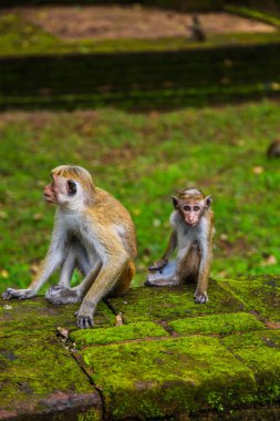 Gri macaque anne ve bebek yosun kaplı harabelerde oturuyorlar.