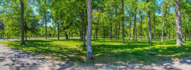 Ilık bir bahar gününde parlak yeşil yapraklı ağaçların korusu