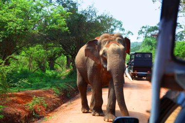 Yala Ulusal Parkı 'nda safaride fil ile karşılaşmış.