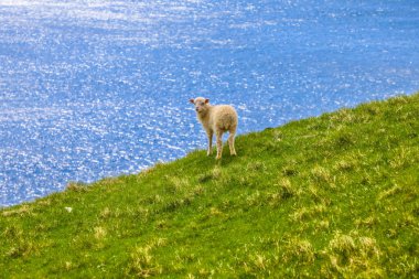 Faroe Adaları 'ndaki Mykines' in yeşil otlarında duran tüylü beyaz kuzu