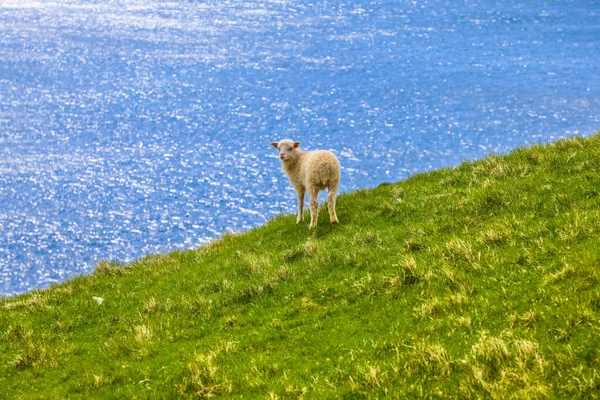 Faroe Adaları 'ndaki Mykines' in yeşil otlarında duran tüylü beyaz kuzu