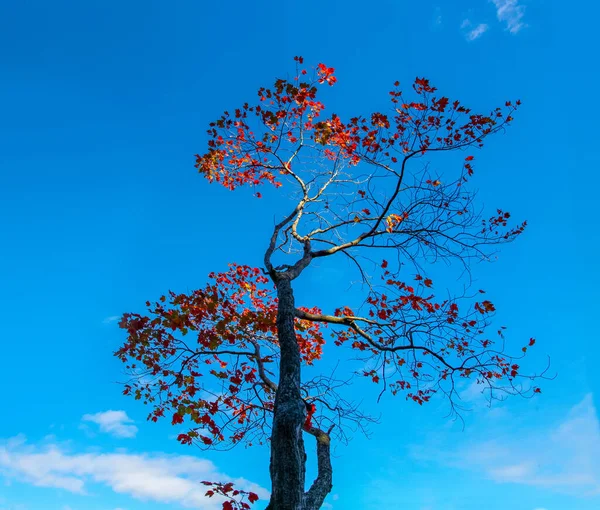 Lone Maple Tree Red Leaves Bright Blue Sky Stock Picture