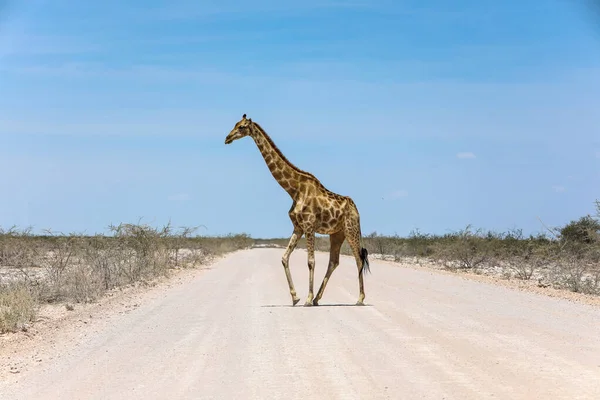 Jirafa Solitaria Cruzando Polvoriento Camino Tierra Namibia —  Fotos de Stock
