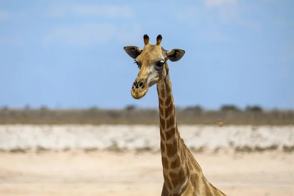 Fechar Cabeça Pescoço Girafa Árido Parque Nacional Etosha Namíbia — Fotografia de Stock