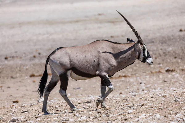 Lone Oryx Caminhando Pela Paisagem Seca — Fotografia de Stock