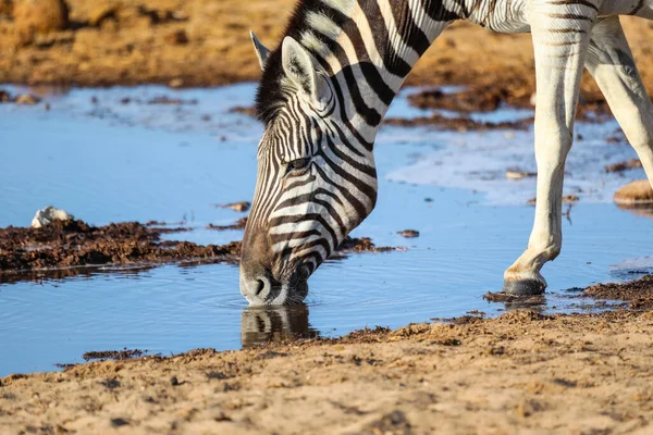 Detalhe Perto Uma Zebra Bebendo Seu Reflexo Água — Fotografia de Stock