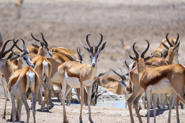 Grande Rebanho Springbok Perto Buraco Água Parque Nacional Etosha — Fotografia de Stock