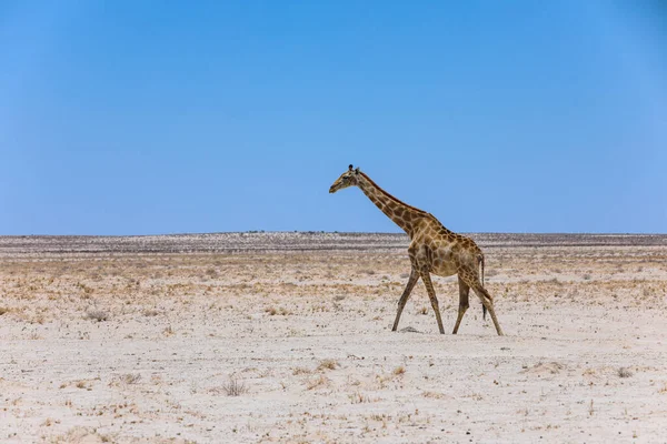 Girafa Solitária Caminhando Pela Paisagem Árida Estéril Parque Nacional Etosha — Fotografia de Stock