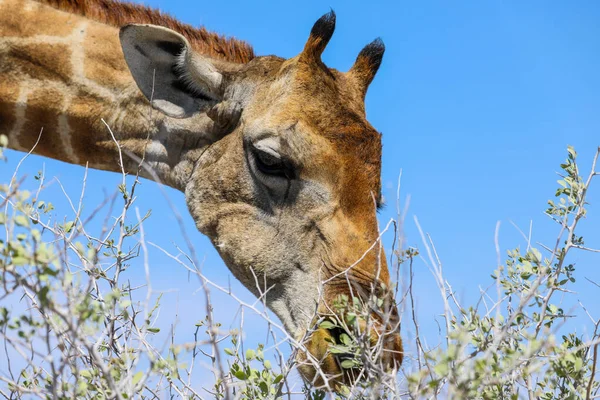 Fechar Comer Girafa Parque Nacional Etosha Namíbia — Fotografia de Stock