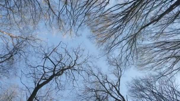 View on the sky through the trees without leaves — Stock Video