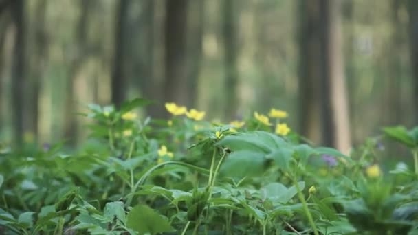 Green plants with colorful flowers in the spring forest low angle trees — Stock Video