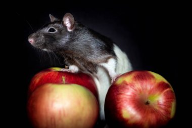 Siyah ve beyaz arka planda elmalı bir fare.