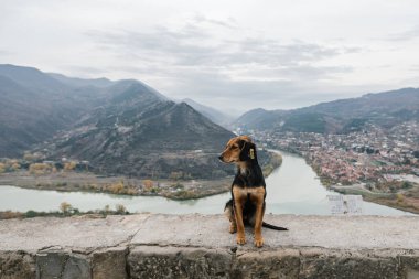 Orta boylu, siyah ve kızıl saçlı bir köpek taştan bir korkuluğa oturur. Arka planda, yüksek dağların, bir şehrin ve gri gökyüzünün bulunduğu kıyılar boyunca uzanan bir nehir var.