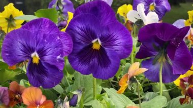 Rüzgarda sallanan mor ve sarı renkli nonoş çiçekleri.