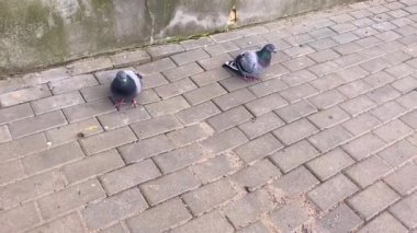 İki güvercin binanın yakınındaki taş bir fayansta oturuyor.