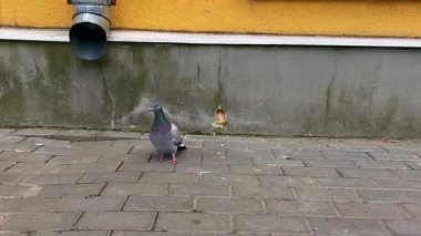 Kumru sarı duvar boyunca koşar.