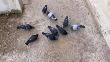 Güvercinler beton zeminde tahıl gagalar