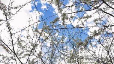 Mavi gökyüzü ve beyaz bulutlar üzerinde beyaz çiçekli dallar