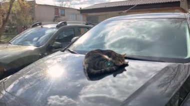 Beyaz göğüslü çizgili gri-kahverengi bir kedi park halindeki koyu renkli bir arabanın kaputunda uyuyor. Yüzen beyaz kabarık bulutlar ve yapraksız ağaçlar da kaputa yansıyor..