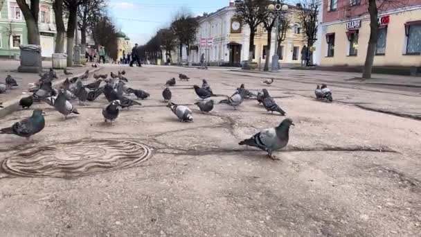 Bando Pombos Uma Rua Pedestres Com Casas Bonitas Baixas Comendo — Vídeo de Stock