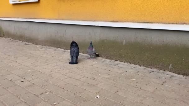 Zwei Tauben Hocken Auf Der Straße Nachdem Der Dritte Auf — Stockvideo