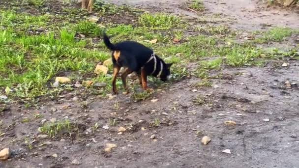 Small Dog Black Brown Hair Chihuahua Runs Sniffs Something Ground — Stock Video