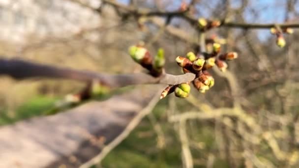 Geschwollene Knospen Einem Zweig Sehr Nah — Stockvideo