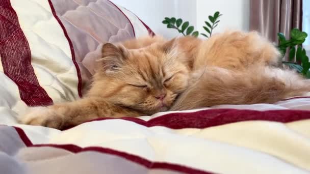 可爱的红毛猫睡在床上 把头靠在伸出的前爪上 — 图库视频影像