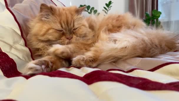 Милий Червоний Пухнастий Кіт Спить Ліжку Розтягує Задні Лапи Ховає — стокове відео