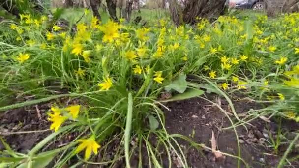 Veel Gele Bloemetjes Het Gras — Stockvideo