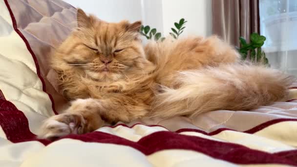 Süße Rote Katze Liegt Auf Dem Bett Schielt Und Bewegt — Stockvideo