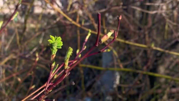 红色枝叶上开花的小芽 — 图库视频影像