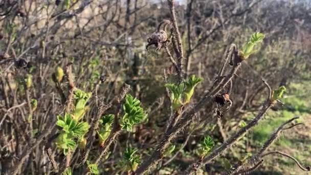 とげのある枝や昨年の果実のある新鮮なバラの葉 — ストック動画