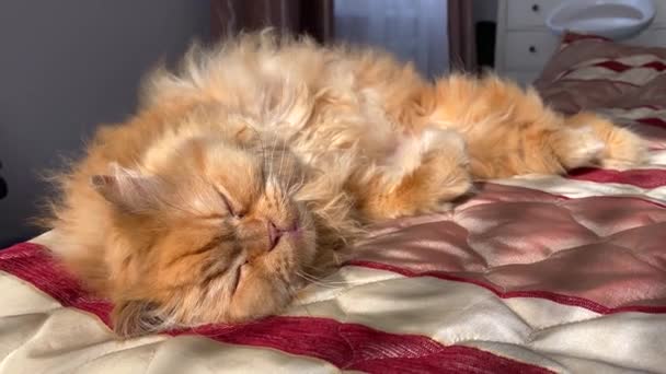 Ginger Berbulu Kucing Lucu Tidur Tempat Tidur Bawah Sinar Matahari — Stok Video