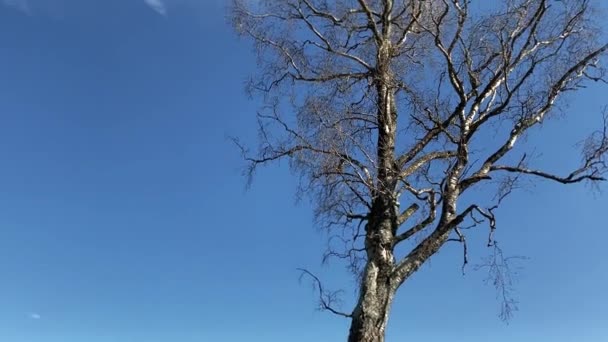 Albero Senza Foglie Con Rami Nudi Corteccia Marrone Bianca Contro — Video Stock