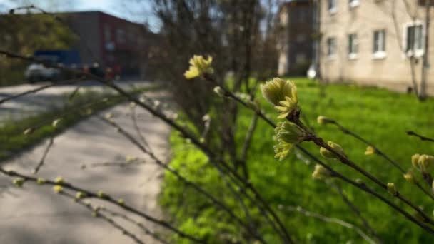 Malé Ledvinové Květy Zeleném Trávníku Silnici Hnědém Domě Bílými Okny — Stock video