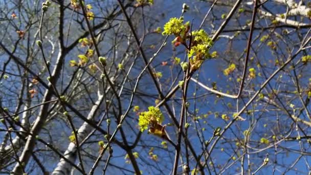 青い空と茂みと木に枝に黄色い春の花を咲かせ — ストック動画