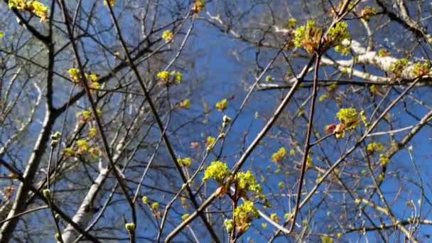Çiçek Açan Tomurcuklar Ağaçların Arka Planında Berrak Mavi Gökyüzünde — Stok video