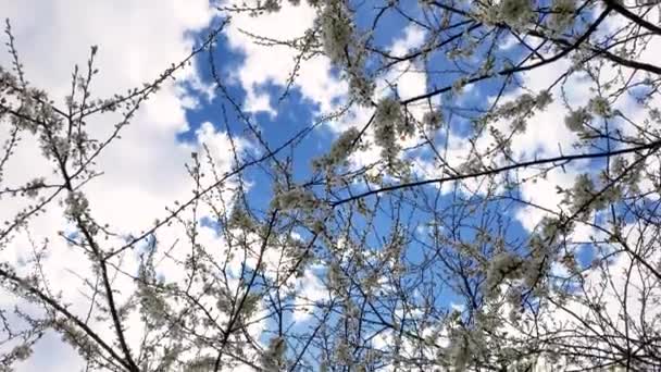 Kirschbaum Mit Weißen Blüten Auf Zweigen Ohne Blätter Vor Blauem — Stockvideo