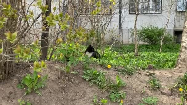 白い胸を持つ黒い猫は家や窓を背景に緑の草や茂みから頭をねじれ — ストック動画