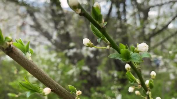 Botões Flores Brancas Pequenas Folhas Jovens Ramo Árvore Balançam Vento — Vídeo de Stock