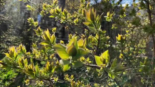 Blühende Grüne Blätter Den Zweigen Des Busches Wiegen Sich Wind — Stockvideo