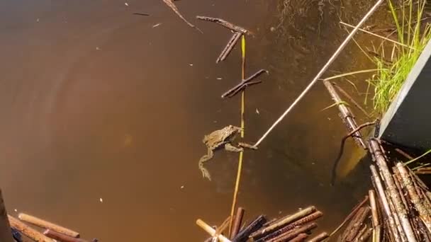 Kahverengi Berrak Suda Kahverengi Bir Kurbağa Yüzer Bir Çubuğa Takıldı — Stok video